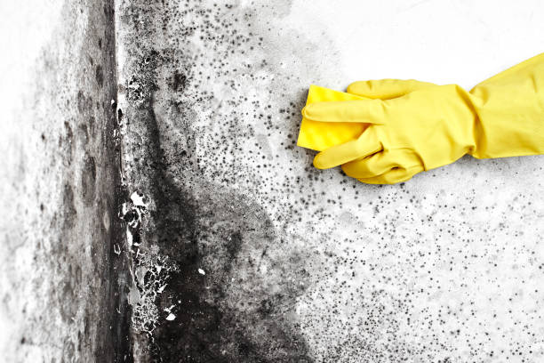 Best Mold Removal and Inspection  in Maumelle, AR