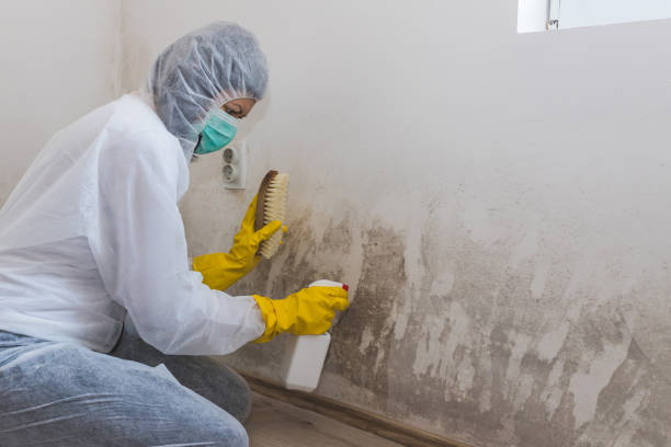 Best Mold Damage Repair  in Maumelle, AR