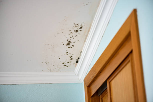 Best Residential Mold Removal  in Maumelle, AR