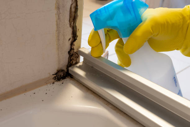 Best Home Mold Removal  in Maumelle, AR