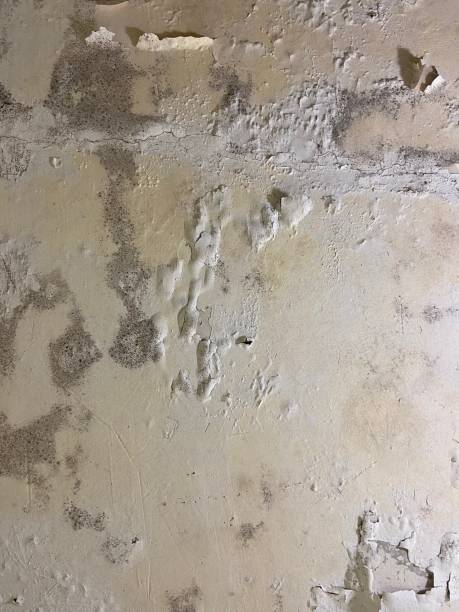 Office Mold Removal Services in Maumelle, AR
