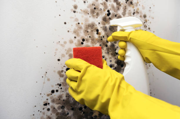 Best Professional Mold Removal  in Maumelle, AR