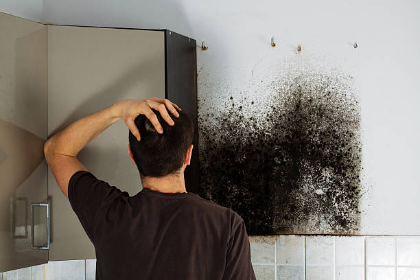 Best Mold Removal Company Near Me  in Maumelle, AR