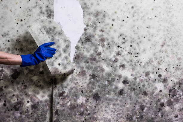 Best Toxic Mold Removal  in Maumelle, AR