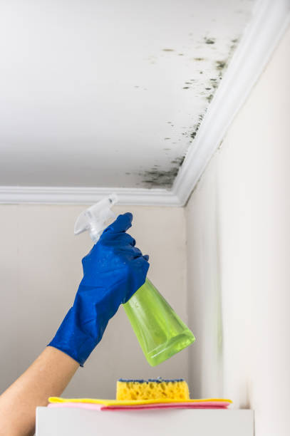 Best Mold Cleaning Services  in Maumelle, AR
