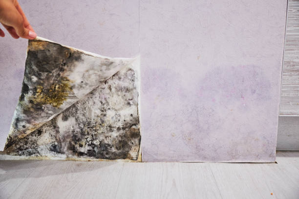 Best Commercial Mold Removal  in Maumelle, AR